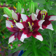 Load image into Gallery viewer, 102pcs Lily Bulbs ,Lilium Bulbs, Flower Bulbs Perennials,Lelies Exotic Indoor Plants Flower Bulbs Garden Bulbos De Flores