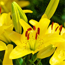Load image into Gallery viewer, 102pcs Lily Bulbs ,Lilium Bulbs, Flower Bulbs Perennials,Lelies Exotic Indoor Plants Flower Bulbs Garden Bulbos De Flores