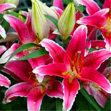 Load image into Gallery viewer, 102pcs Lily Bulbs ,Lilium Bulbs, Flower Bulbs Perennials,Lelies Exotic Indoor Plants Flower Bulbs Garden Bulbos De Flores