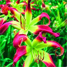 Load image into Gallery viewer, 102pcs Lily Bulbs ,Lilium Bulbs, Flower Bulbs Perennials,Lelies Exotic Indoor Plants Flower Bulbs Garden Bulbos De Flores