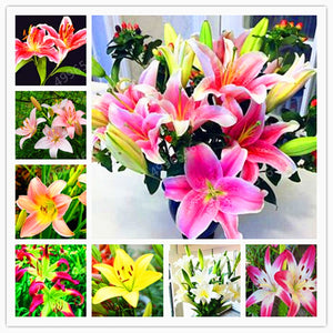 lilium indoor plant 102pcs Lily Bulbs ,Lilium Bulbs, Flower Bulbs Perennials,Lelies Exotic – Lesli Store
